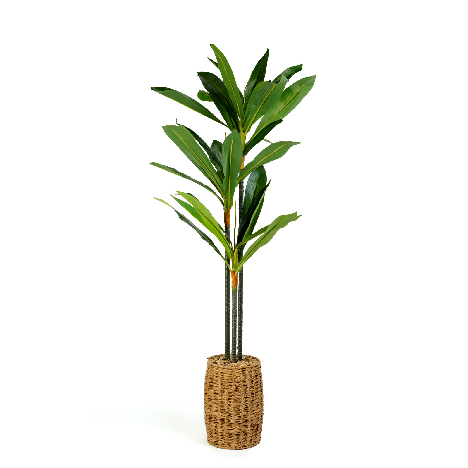 Artificial Plant Decoration - Dracaena Fragrans - 1.1-1.2 m